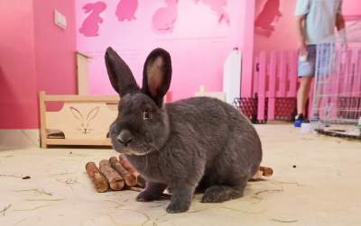 Pierwsza w Polsce królicza kawiarnia przyciąga tłumy - zdjęcie 6