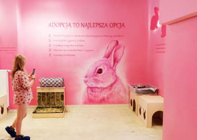 Pierwsza w Polsce królicza kawiarnia przyciąga tłumy - zdjęcie 14