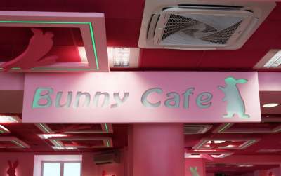Pierwsza w Polsce królicza kawiarnia przyciąga tłumy - zdjęcie 26