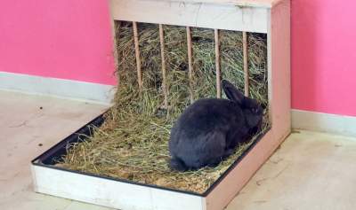 Pierwsza w Polsce królicza kawiarnia przyciąga tłumy - zdjęcie 21