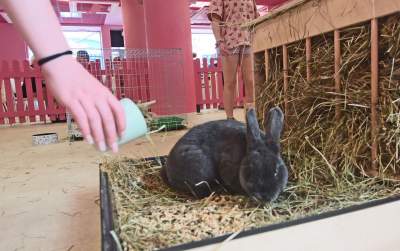 Pierwsza w Polsce królicza kawiarnia przyciąga tłumy - zdjęcie 10