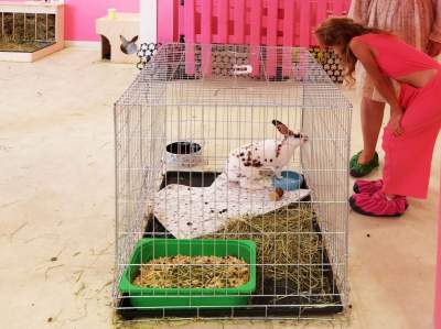 Pierwsza w Polsce królicza kawiarnia przyciąga tłumy - zdjęcie 20