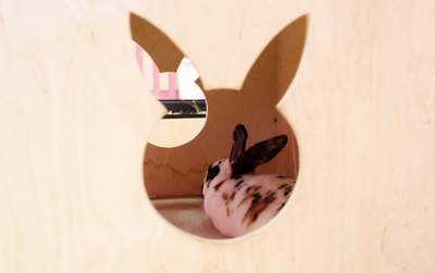 Pierwsza w Polsce królicza kawiarnia przyciąga tłumy - zdjęcie 12