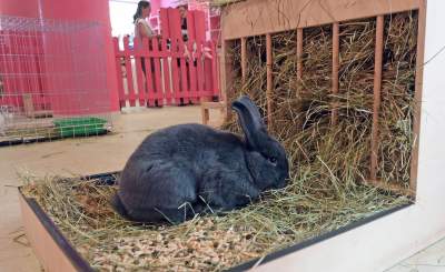 Pierwsza w Polsce królicza kawiarnia przyciąga tłumy - zdjęcie 11