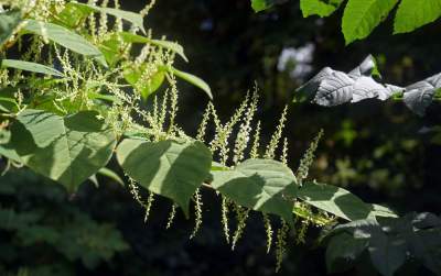 Park Jalu Kurka: przyroda „wzięła sprawy w swoje ręce” - zdjęcie 3