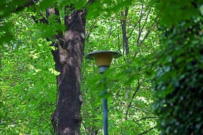 Park Jalu Kurka: przyroda „wzięła sprawy w swoje ręce” - zdjęcie 13