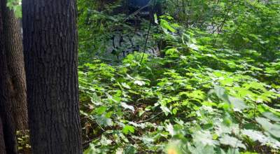 Park Jalu Kurka: przyroda „wzięła sprawy w swoje ręce” - zdjęcie 10