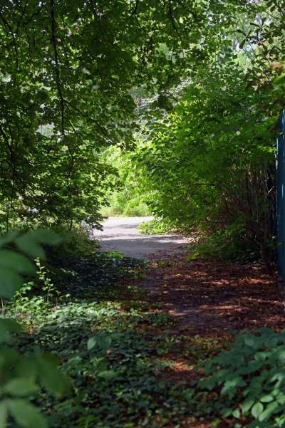 Park Jalu Kurka: przyroda „wzięła sprawy w swoje ręce” - zdjęcie 9