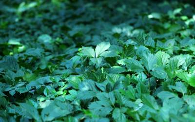 Park Jalu Kurka: przyroda „wzięła sprawy w swoje ręce” - zdjęcie 17