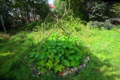 Park Jalu Kurka: przyroda „wzięła sprawy w swoje ręce” - zdjęcie 26