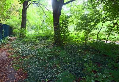 Park Jalu Kurka: przyroda „wzięła sprawy w swoje ręce” - zdjęcie 1