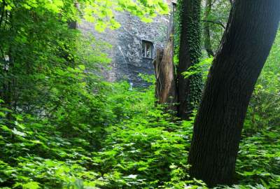 Park Jalu Kurka: przyroda „wzięła sprawy w swoje ręce” - zdjęcie 6