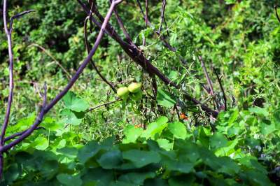 Park Jalu Kurka: przyroda „wzięła sprawy w swoje ręce” - zdjęcie 25