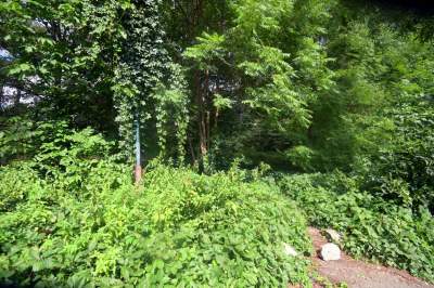 Park Jalu Kurka: przyroda „wzięła sprawy w swoje ręce” - zdjęcie 15