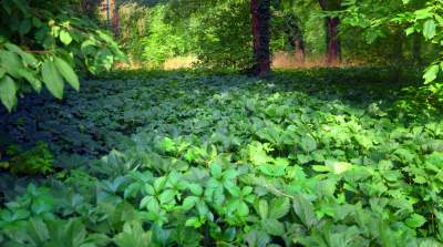 Park Jalu Kurka: przyroda „wzięła sprawy w swoje ręce” - zdjęcie 7