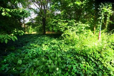 Park Jalu Kurka: przyroda „wzięła sprawy w swoje ręce” - zdjęcie 16