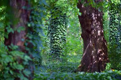 Park Jalu Kurka: przyroda „wzięła sprawy w swoje ręce” - zdjęcie 8