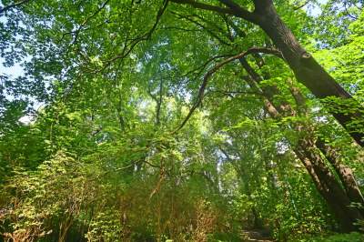 Park Jalu Kurka: przyroda „wzięła sprawy w swoje ręce” - zdjęcie 12