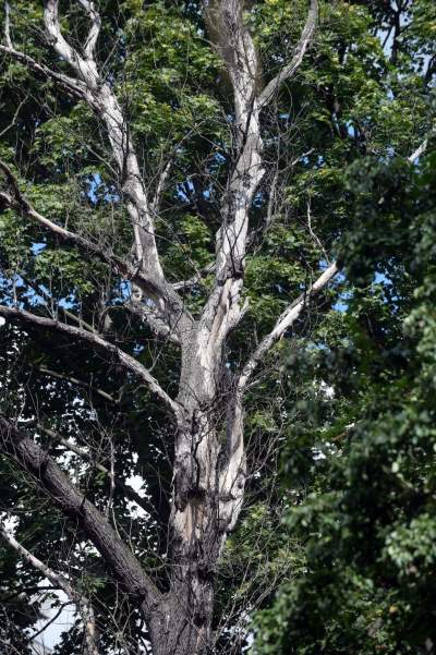 Park Jalu Kurka: przyroda „wzięła sprawy w swoje ręce” - zdjęcie 18