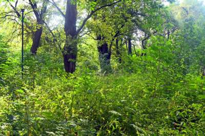 Park Jalu Kurka: przyroda „wzięła sprawy w swoje ręce” - zdjęcie 4