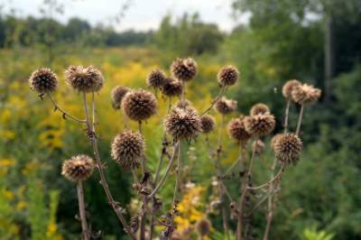Obiektyw Lasyka: Dzika przyroda Białych Mórz - zdjęcie 7