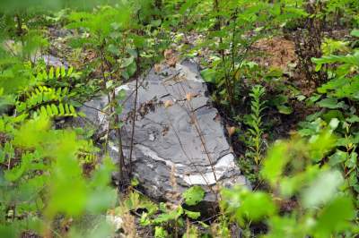 Obiektyw Lasyka: Dzika przyroda Białych Mórz - zdjęcie 9