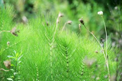 Obiektyw Lasyka: Dzika przyroda Białych Mórz - zdjęcie 44