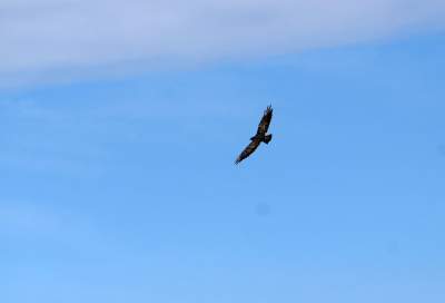 Obiektyw Lasyka: Dzika przyroda Białych Mórz - zdjęcie 39