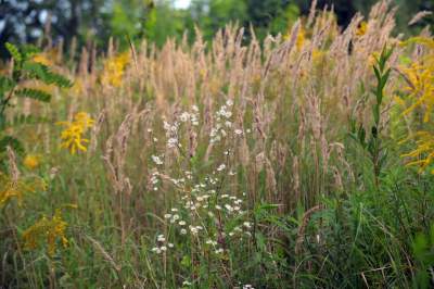 Obiektyw Lasyka: Dzika przyroda Białych Mórz - zdjęcie 43