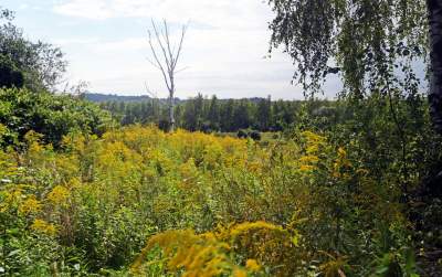Obiektyw Lasyka: Dzika przyroda Białych Mórz - zdjęcie 8