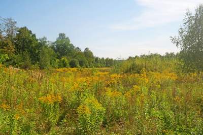 Obiektyw Lasyka: Dzika przyroda Białych Mórz - zdjęcie 1