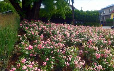 Róże znów zakwitły. W najdłuższym parku w  Polsce ciągle coś się zmienia - zdjęcie 20