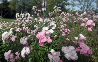 Róże znów zakwitły. W najdłuższym parku w  Polsce ciągle coś się zmienia - zdjęcie 4