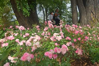 Róże znów zakwitły. W najdłuższym parku w  Polsce ciągle coś się zmienia - zdjęcie 6