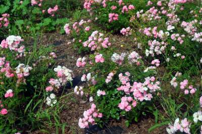 Róże znów zakwitły. W najdłuższym parku w  Polsce ciągle coś się zmienia - zdjęcie 19