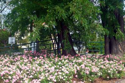 Róże znów zakwitły. W najdłuższym parku w  Polsce ciągle coś się zmienia - zdjęcie 2
