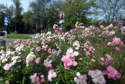Róże znów zakwitły. W najdłuższym parku w  Polsce ciągle coś się zmienia - zdjęcie 5