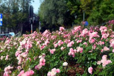 Róże znów zakwitły. W najdłuższym parku w  Polsce ciągle coś się zmienia - zdjęcie 8