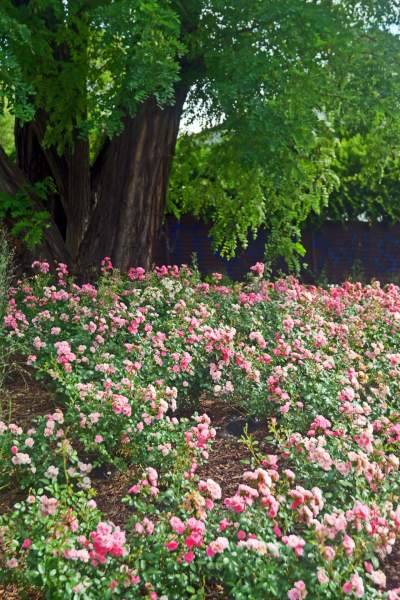Róże znów zakwitły. W najdłuższym parku w  Polsce ciągle coś się zmienia - zdjęcie 17