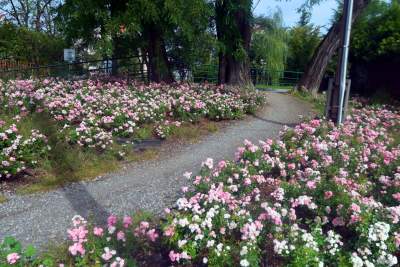 Róże znów zakwitły. W najdłuższym parku w  Polsce ciągle coś się zmienia - zdjęcie 3