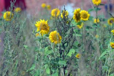 Cóż to wyrosło na terenie tworzonego parku im. Szymborskiej? Zgodnie z planem... - zdjęcie 2