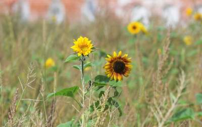 Cóż to wyrosło na terenie tworzonego parku im. Szymborskiej? Zgodnie z planem... - zdjęcie 4