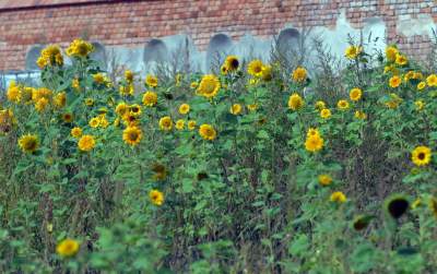 Cóż to wyrosło na terenie tworzonego parku im. Szymborskiej? Zgodnie z planem... - zdjęcie 1