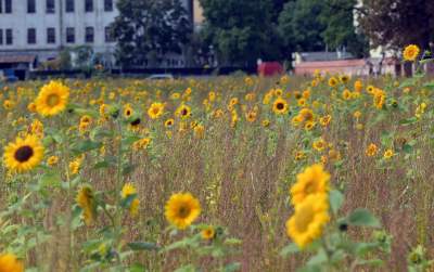 Cóż to wyrosło na terenie tworzonego parku im. Szymborskiej? Zgodnie z planem... - zdjęcie 19