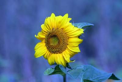 Cóż to wyrosło na terenie tworzonego parku im. Szymborskiej? Zgodnie z planem... - zdjęcie 5