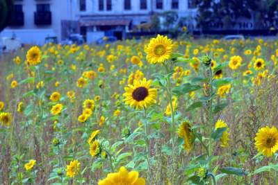 Cóż to wyrosło na terenie tworzonego parku im. Szymborskiej? Zgodnie z planem... - zdjęcie 18