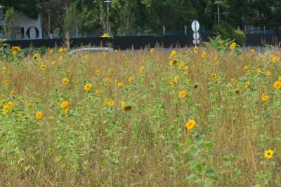 Cóż to wyrosło na terenie tworzonego parku im. Szymborskiej? Zgodnie z planem... - zdjęcie 11