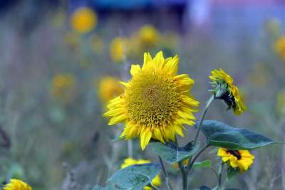 Cóż to wyrosło na terenie tworzonego parku im. Szymborskiej? Zgodnie z planem... - zdjęcie 16
