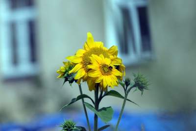Cóż to wyrosło na terenie tworzonego parku im. Szymborskiej? Zgodnie z planem... - zdjęcie 10