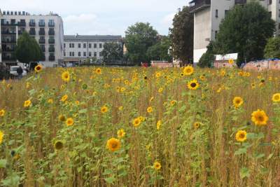 Cóż to wyrosło na terenie tworzonego parku im. Szymborskiej? Zgodnie z planem... - zdjęcie 17